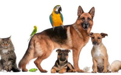 Smooth Pet Relocation: A Comprehensive Guide
